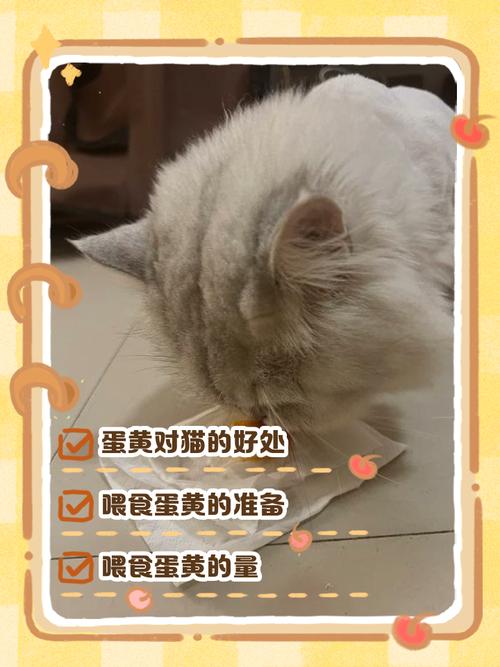 布偶猫一周吃几次蛋黄
