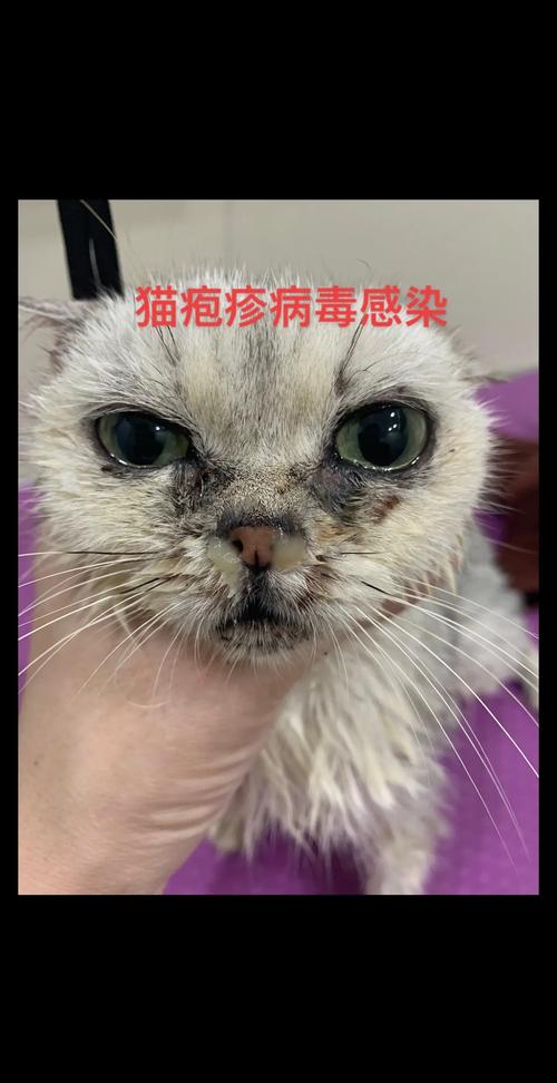 如何分辨猫咪是感冒还是疱疹病毒,一个症状化验就能分辨!