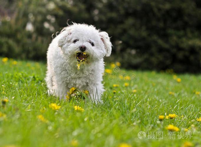 狗狗吃蒲公英为什么