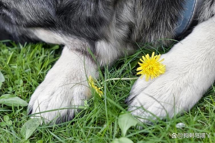 狗狗为什么爱吃蒲公英