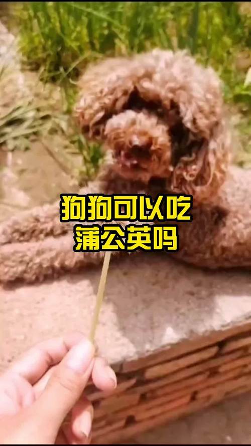 狗狗吃了晒干的蒲公英根怎么办?