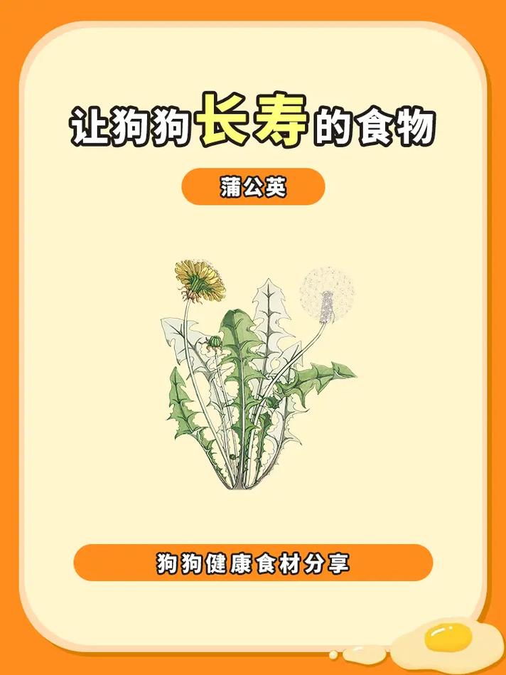 狗狗为什么吃蒲公英