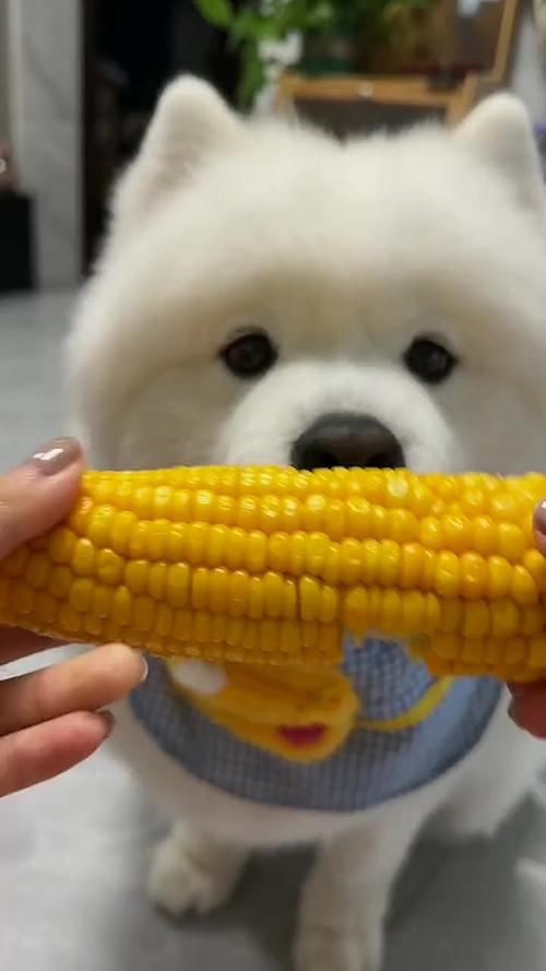 狗狗能吃玉米生的还是熟的?