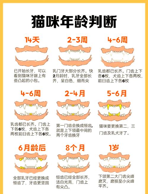 猫咪年龄怎么看?了解每个阶段特征,轻松看出它多大