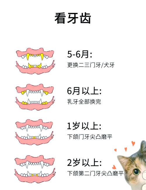 路上捡了一个猫咪,怎么看年龄?