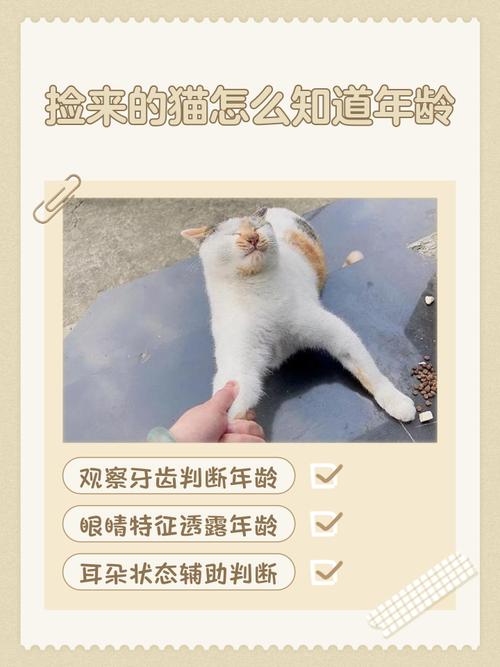 捡了一只银渐层怎么看是多大了