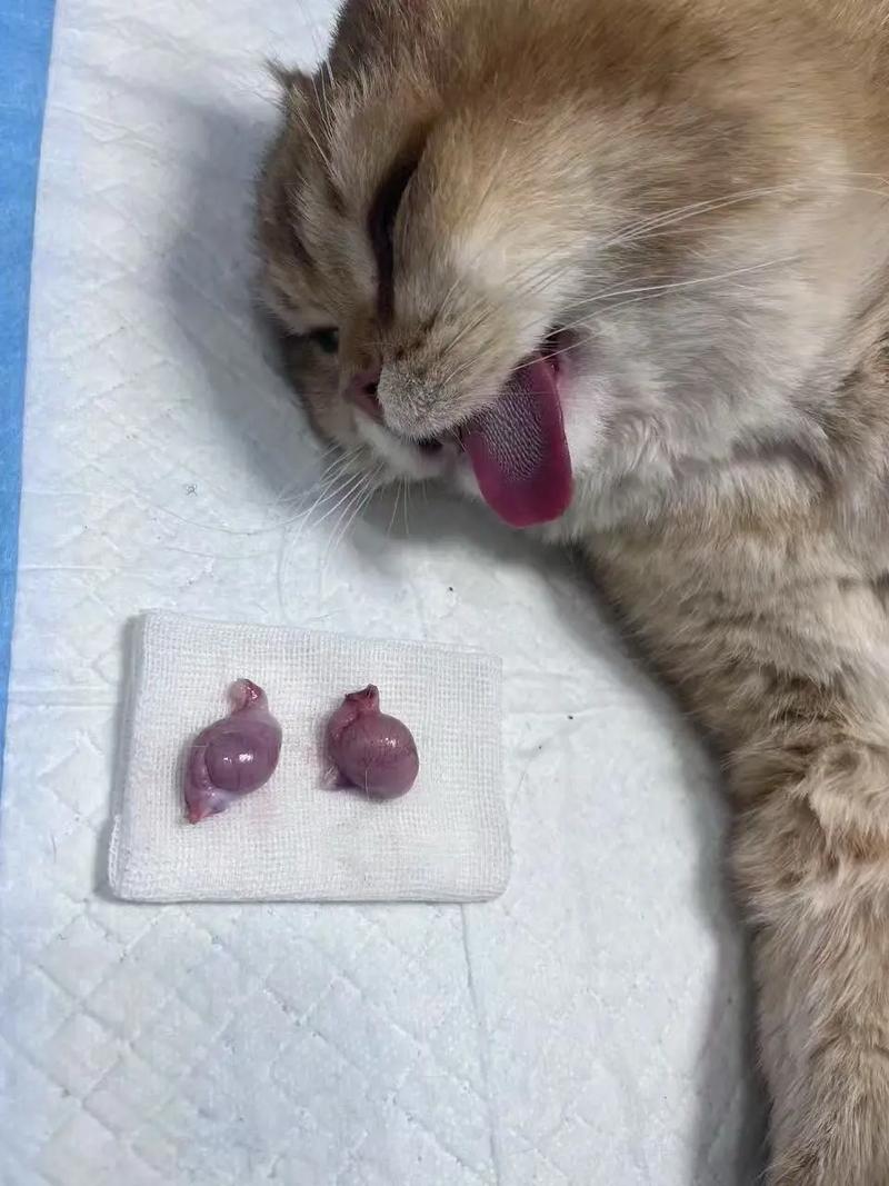 我家猫咪自从做了绝育手术后,不肯吃也不肯动,就睡觉,今天第九天了,我...