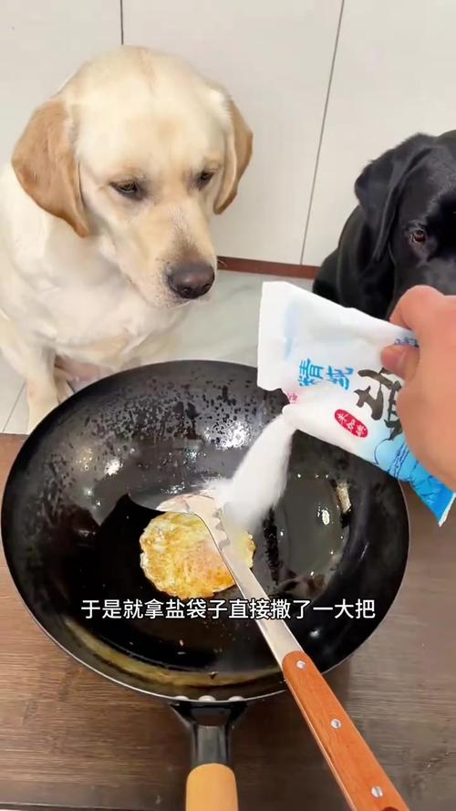 狗狗食盐吃多了会怎么样?