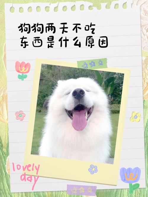 狗感冒两天没吃东西了