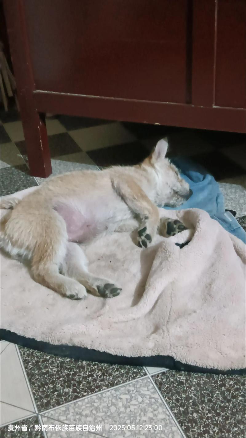 博美狗感冒咳嗽不吃东西怎么办