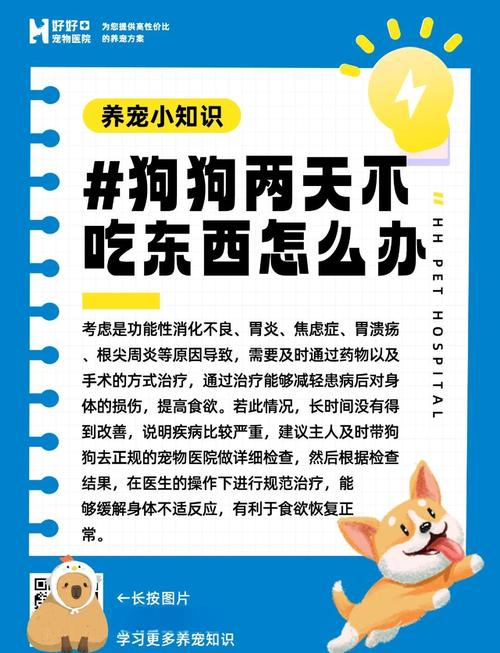 狗感冒吐水不吃东西怎么办