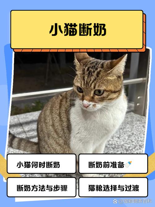 猫咪一个月可以断奶了吗
