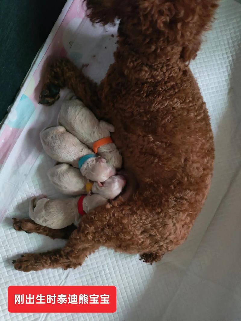 泰迪熊犬吃什么好?