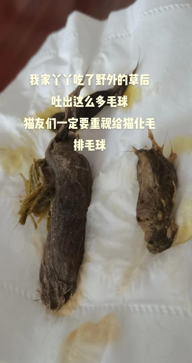 猫咪吃什么可以催吐毛球