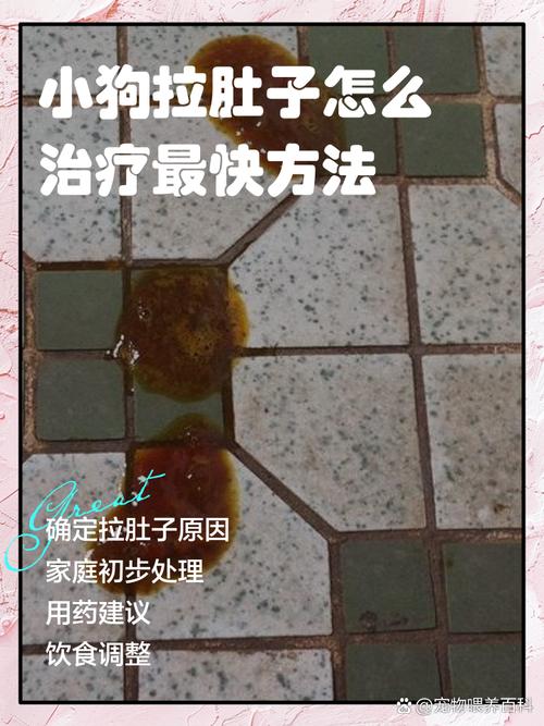 怀孕狗59天有点啦稀怎么办