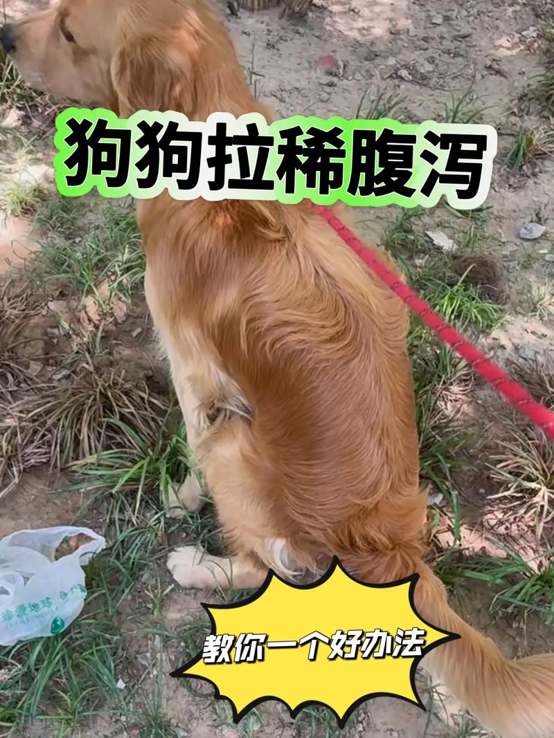 怀孕狗拉稀拉血怎么办