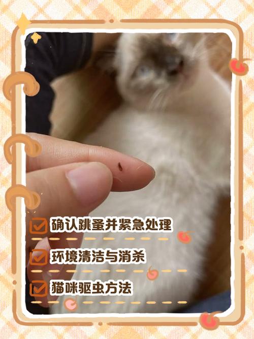 小猫身上的跳蚤屎怎么去掉?