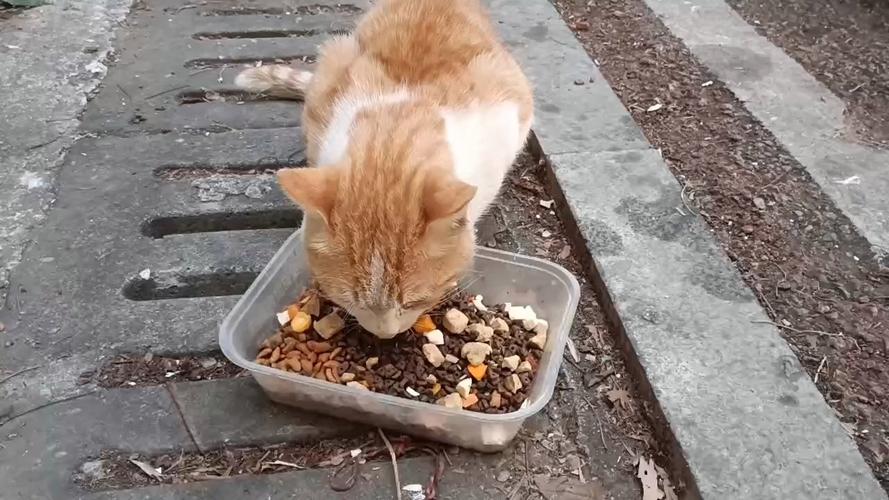 流浪猫吃饱的表现有哪些?