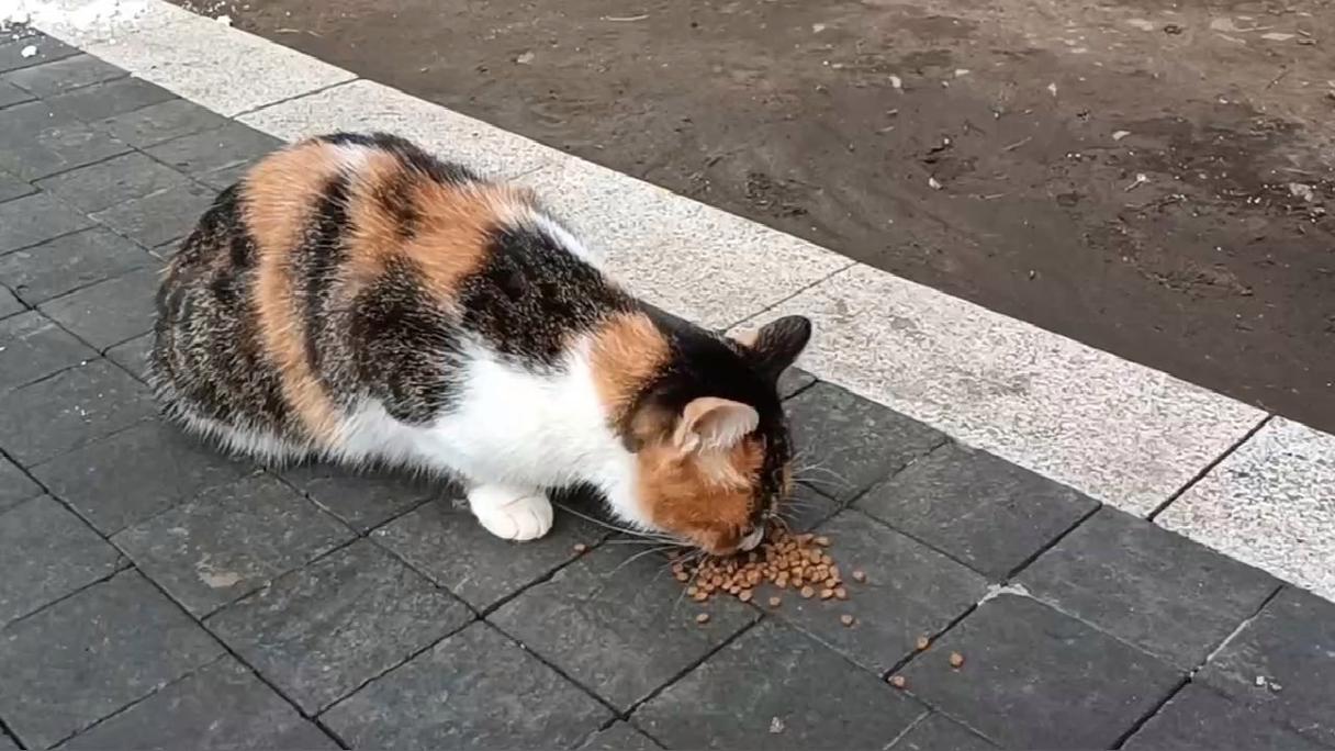 怎么知道猫咪吃饱了没?