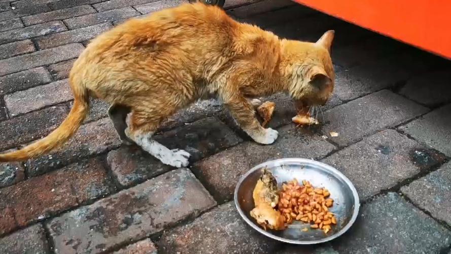 幼猫饱了会离开食盘吗?