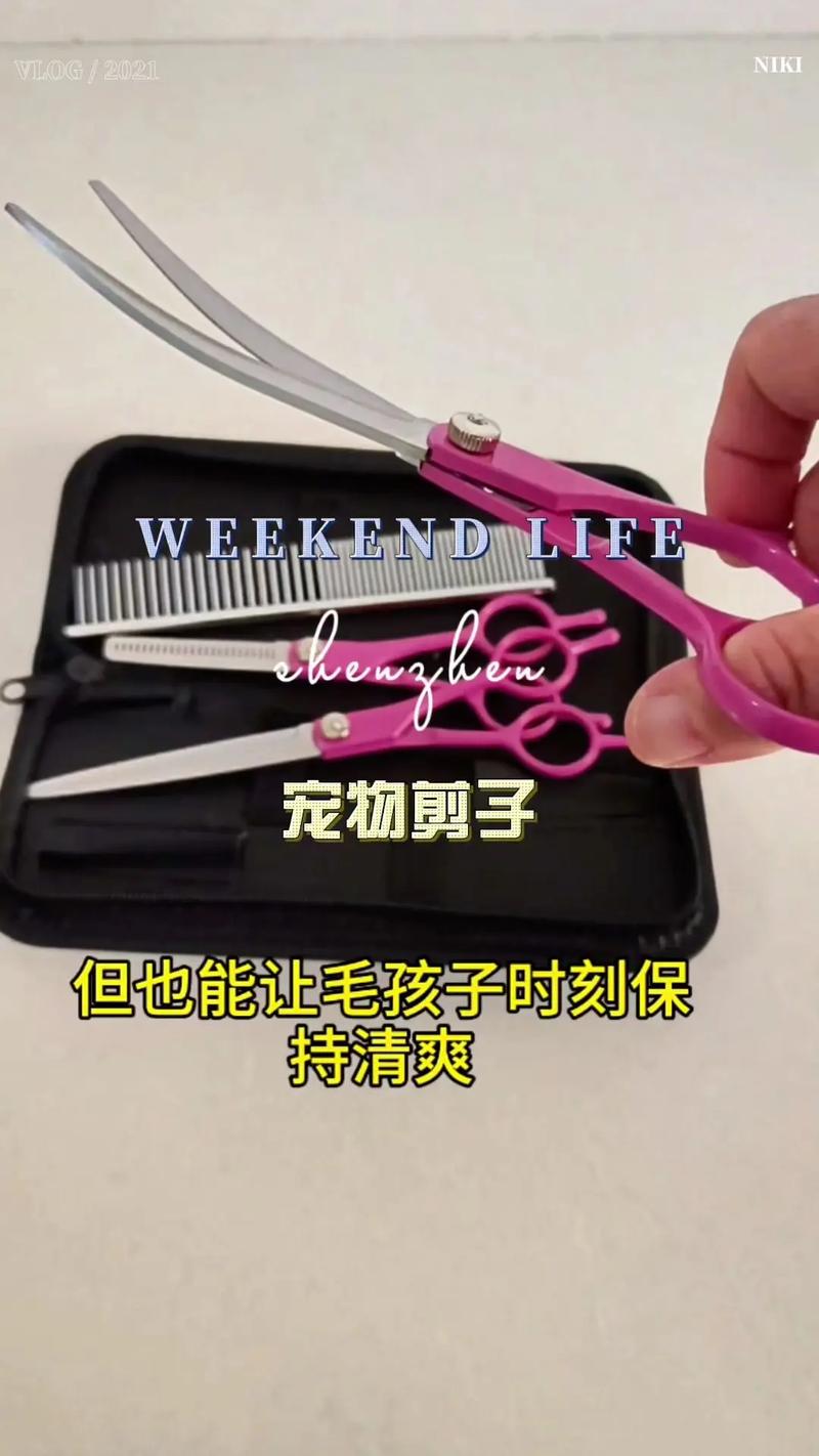 在家如何给萨摩耶剪毛