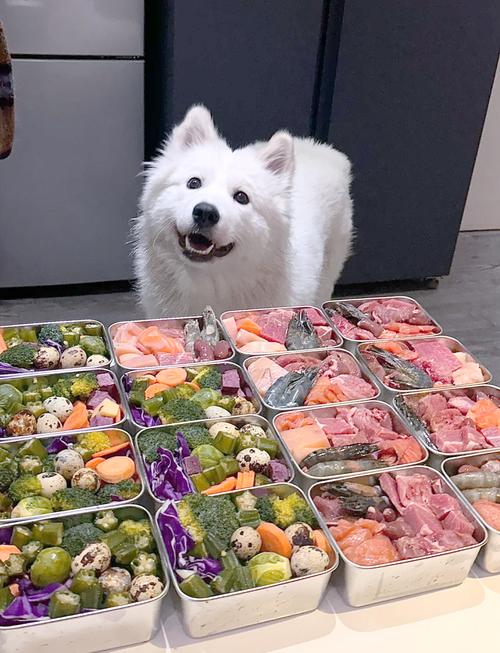 狗狗多大可以吃饭