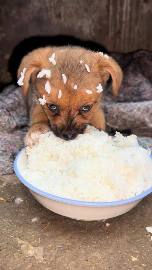 小狗生下来多久能吃饭