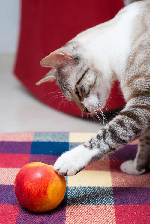 猫咪吃柚子会怎么样