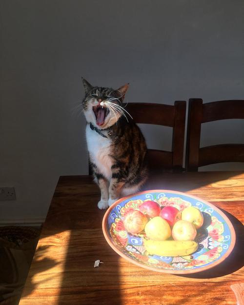 猫能不能吃柚子肉