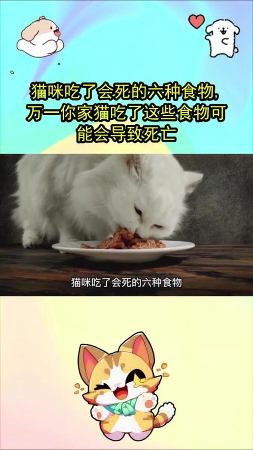 猫猫能吃柚子吗