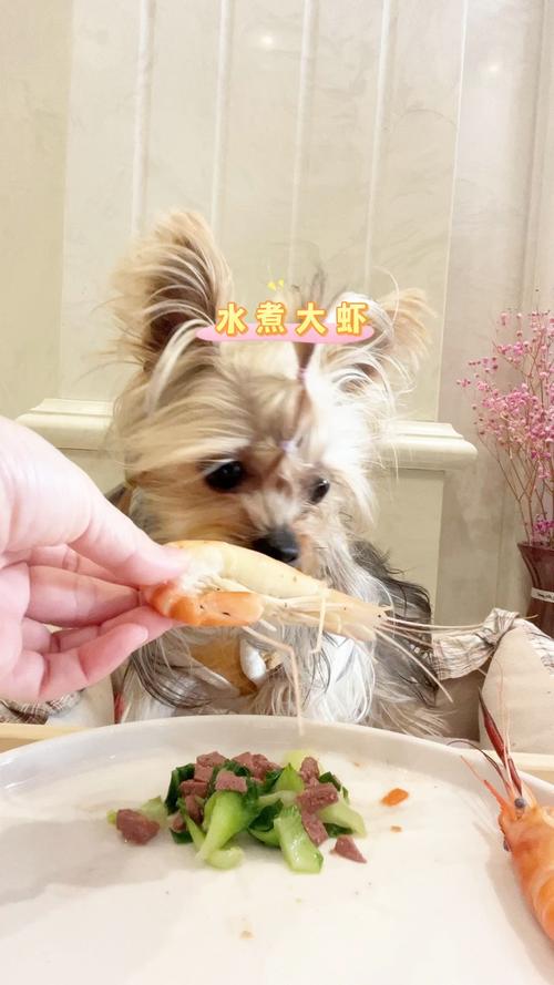 狗狗可以吃水煮虾吗(虾如何准备给狗吃)