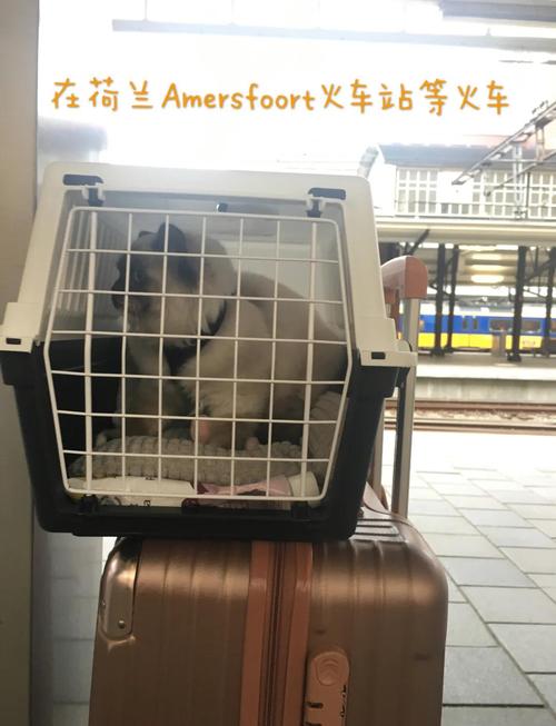 猫咪怎么带回家,坐火车需要办理什么
