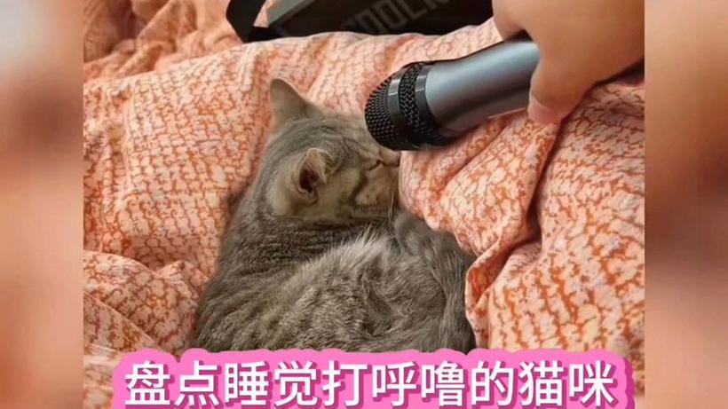 猫咪睡觉时像人一样打呼噜