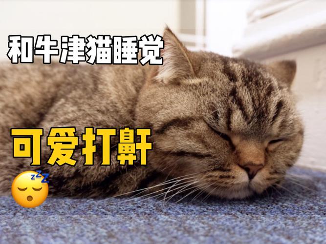 银渐层猫咪睡觉时经常打呼噜是怎么回事?