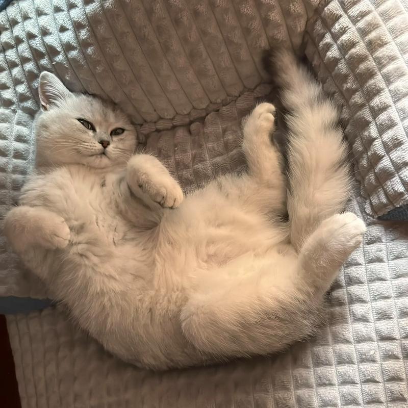 猫咪睡觉打呼噜正常吗