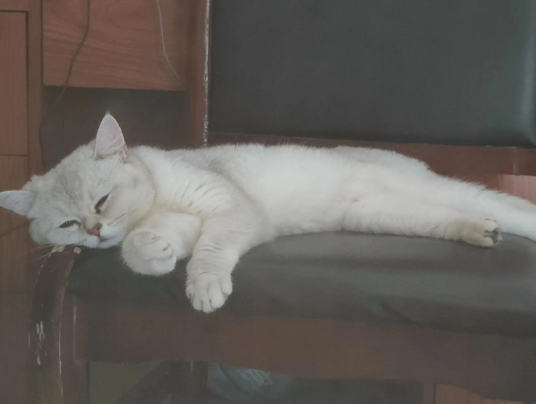 猫咪睡觉打呼声音像人打呼噜