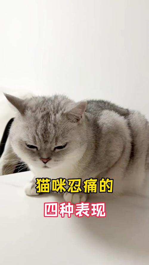 我家猫咪最近好像不舒服,一摸就叫,好像全身都痛一样,可是看看没什么伤口...