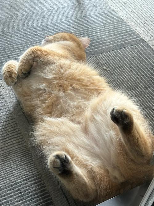 为什么猫咪身体一抽一抽的,猫咪身体一抽一抽的原因