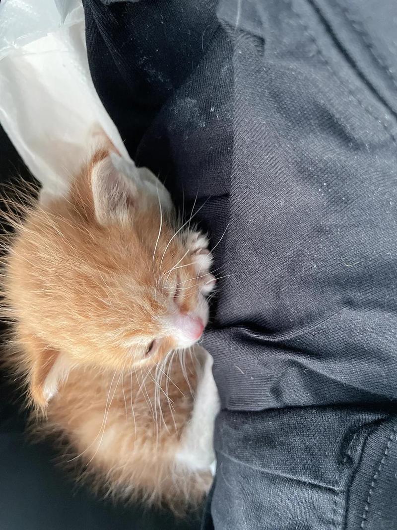 为什么猫咪身体一抽一抽的