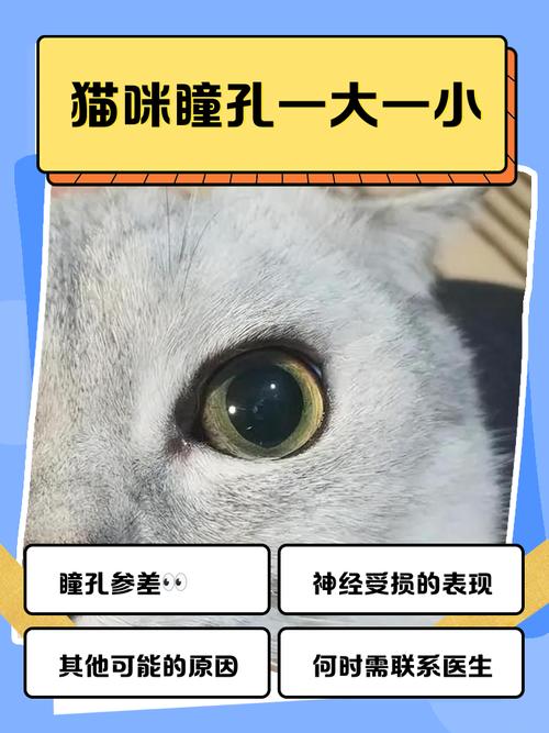 猫咪眼睛一大一小一会又正常
