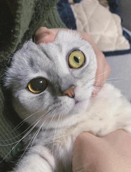 猫咪眼睛一大一小是什么情况?