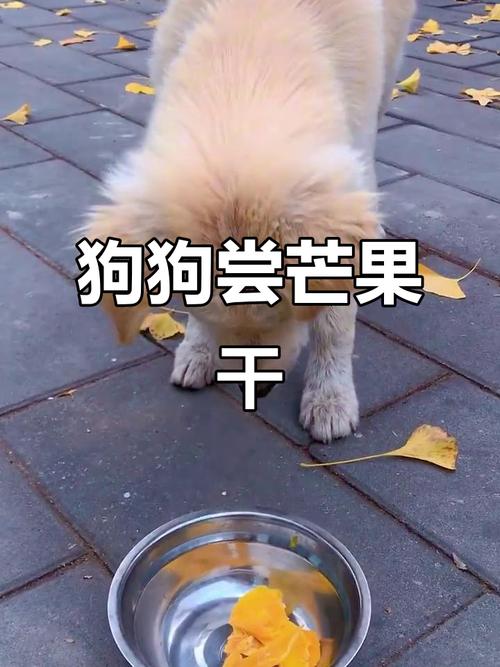 狗狗能吃芒果干吗?