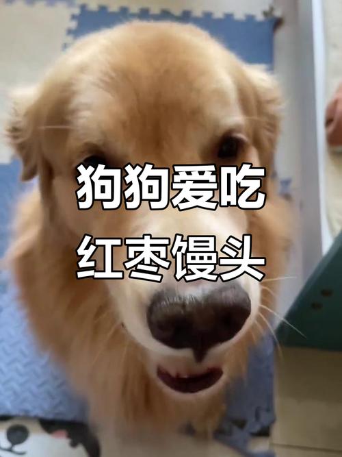 泰迪可以吃刀切馒头吗