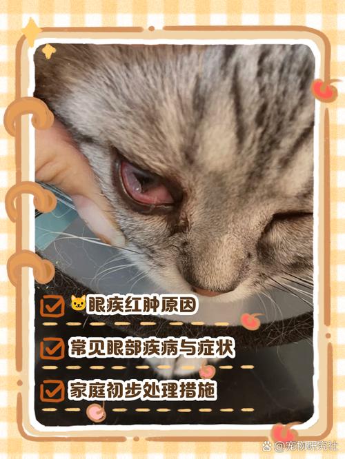 猫咪眼睛结膜炎多久能好