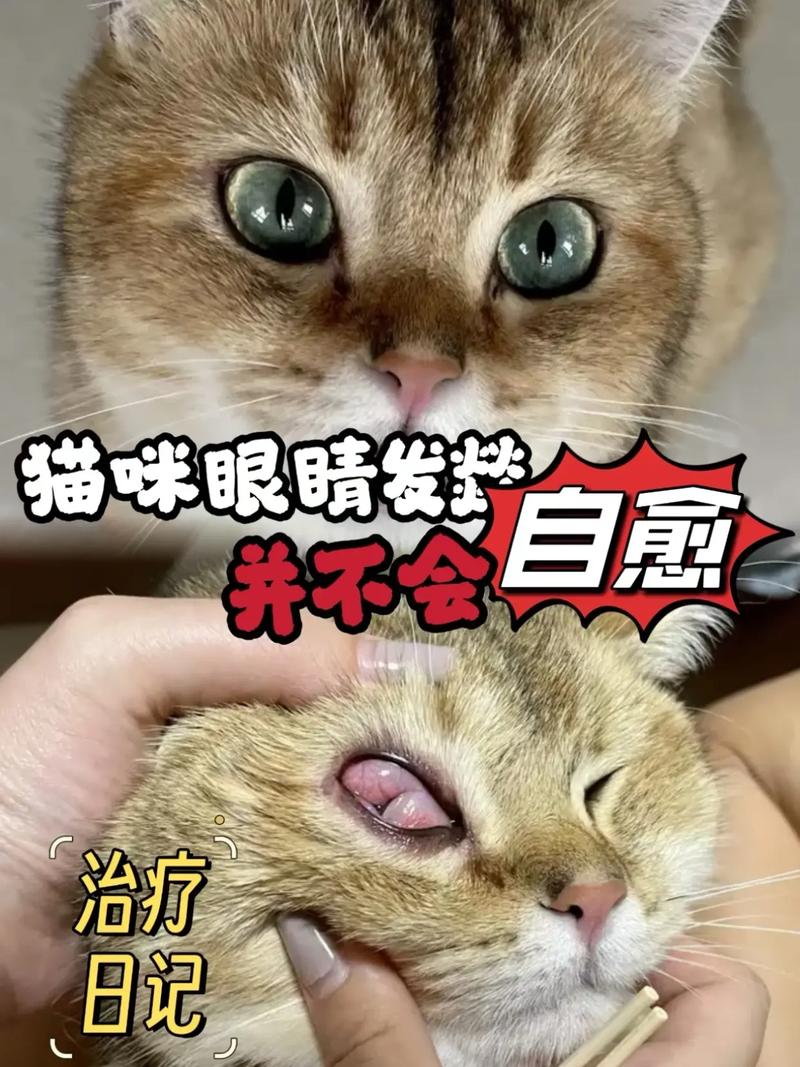 猫咪结膜炎多久能好?