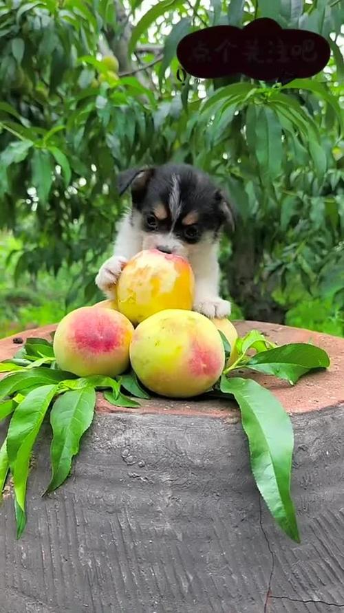 狗狗可以吃油桃子吗
