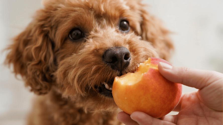 狗狗能不能吃油桃