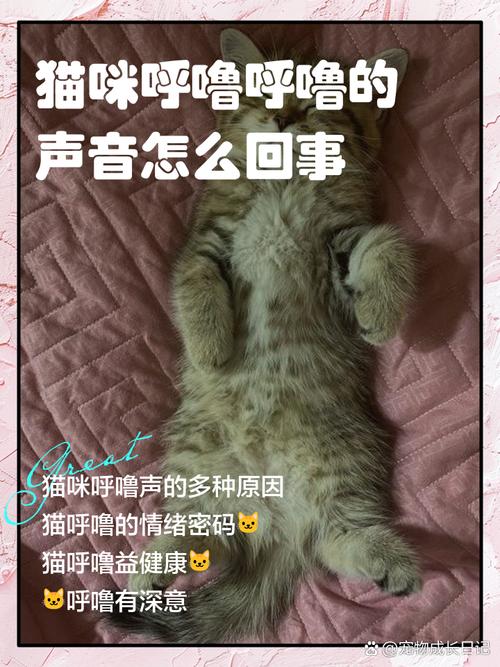 为什么猫猫会发出呼呼声音