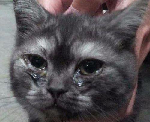 猫咪眼睛流泪有分泌物怎么办?