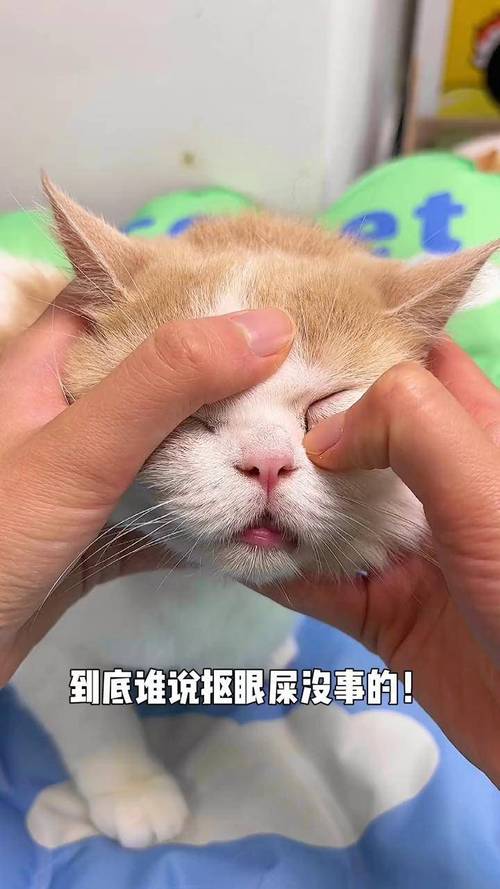 猫眼睛流泪分泌物多用什么药物
